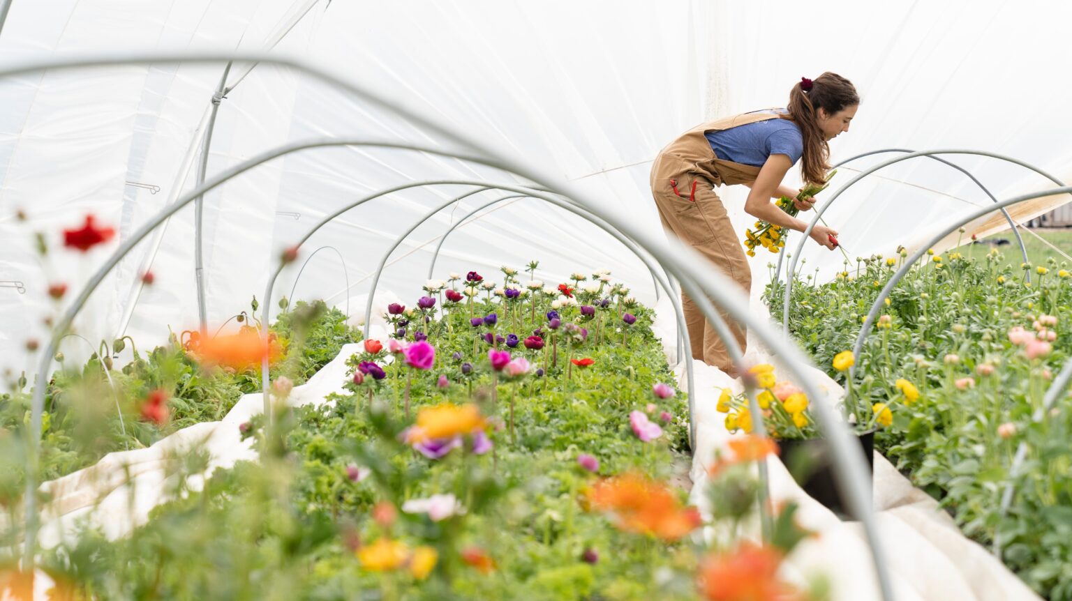 Local Greenhouses To Help You Spruce Up Your Garden! Parcel